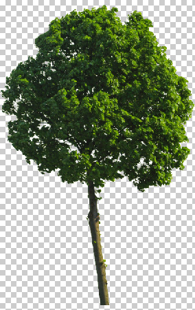 11 Photoshop White Tree Images - White Tree, Trees No Background PNG