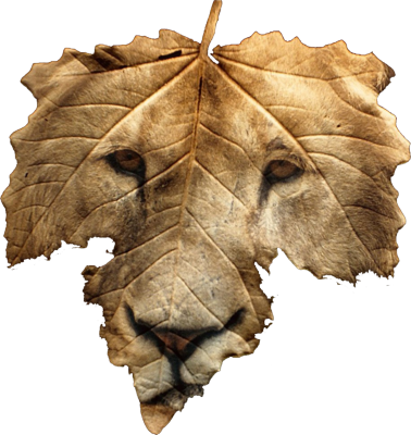 Leaf Lion Head Photo