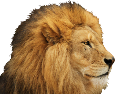 Lion PSD